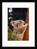 Koala in Tree by Anonymous