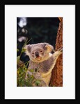 Koala in Tree by Anonymous
