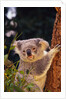 Koala in Tree by Anonymous