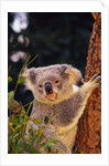 Koala in Tree by Anonymous