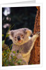 Koala in Tree by Anonymous