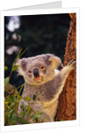 Koala in Tree by Anonymous