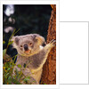 Koala in Tree by Anonymous