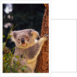 Koala in Tree by Anonymous