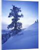 Tree on Snow Covered Hill by Anonymous