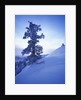 Tree on Snow Covered Hill by Anonymous