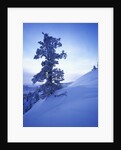 Tree on Snow Covered Hill by Anonymous