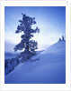 Tree on Snow Covered Hill by Anonymous