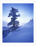 Tree on Snow Covered Hill by Anonymous