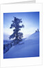 Tree on Snow Covered Hill by Anonymous