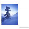 Tree on Snow Covered Hill by Anonymous
