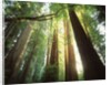 Redwood Forest by Anonymous