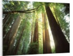 Redwood Forest by Anonymous