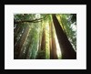 Redwood Forest by Anonymous