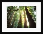 Redwood Forest by Anonymous