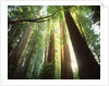 Redwood Forest by Anonymous