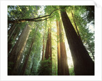 Redwood Forest by Anonymous