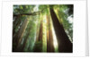 Redwood Forest by Anonymous