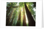 Redwood Forest by Anonymous