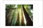 Redwood Forest by Anonymous