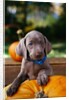 Weimaraner Puppy Climbing onto Pumpkin by Anonymous
