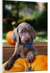 Weimaraner Puppy Climbing onto Pumpkin by Anonymous