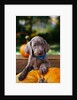 Weimaraner Puppy Climbing onto Pumpkin by Anonymous