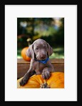 Weimaraner Puppy Climbing onto Pumpkin by Anonymous