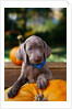 Weimaraner Puppy Climbing onto Pumpkin by Anonymous