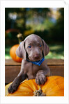 Weimaraner Puppy Climbing onto Pumpkin by Anonymous