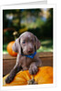 Weimaraner Puppy Climbing onto Pumpkin by Anonymous