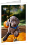Weimaraner Puppy Climbing onto Pumpkin by Anonymous