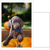Weimaraner Puppy Climbing onto Pumpkin by Anonymous