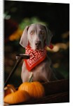 Weimaraner Wearing a Red Bandana by Anonymous