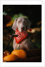 Weimaraner Wearing a Red Bandana by Anonymous