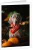Weimaraner Wearing a Red Bandana by Anonymous