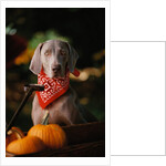 Weimaraner Wearing a Red Bandana by Anonymous