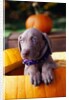 Weimaraner Puppy Inside Pumpkin by Anonymous