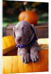 Weimaraner Puppy Inside Pumpkin by Anonymous