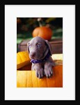 Weimaraner Puppy Inside Pumpkin by Anonymous