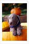 Weimaraner Puppy Inside Pumpkin by Anonymous