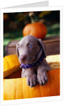 Weimaraner Puppy Inside Pumpkin by Anonymous