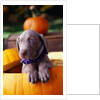 Weimaraner Puppy Inside Pumpkin by Anonymous