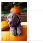 Weimaraner Puppy Inside Pumpkin by Anonymous