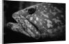 Grouper by Anonymous