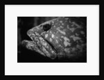 Grouper by Anonymous