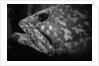 Grouper by Anonymous