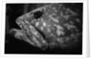 Grouper by Anonymous