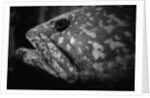 Grouper by Anonymous