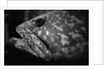 Grouper by Anonymous